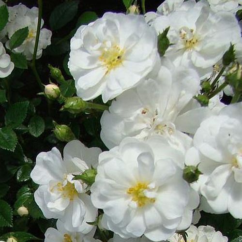 Online rózsa webáruház - törpe - mini rózsa - fehér - Rosa Popcorn - intenzív illatú rózsa - Dr. Dennison H. Morey - Tömött csokrokban nyíló apró virágai beborítják a teljes bokrot.